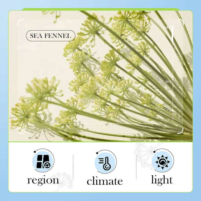 **BIOAQUA Sea Fennel Hyaluronic Acid Anti-Aging Face Cream 60g**